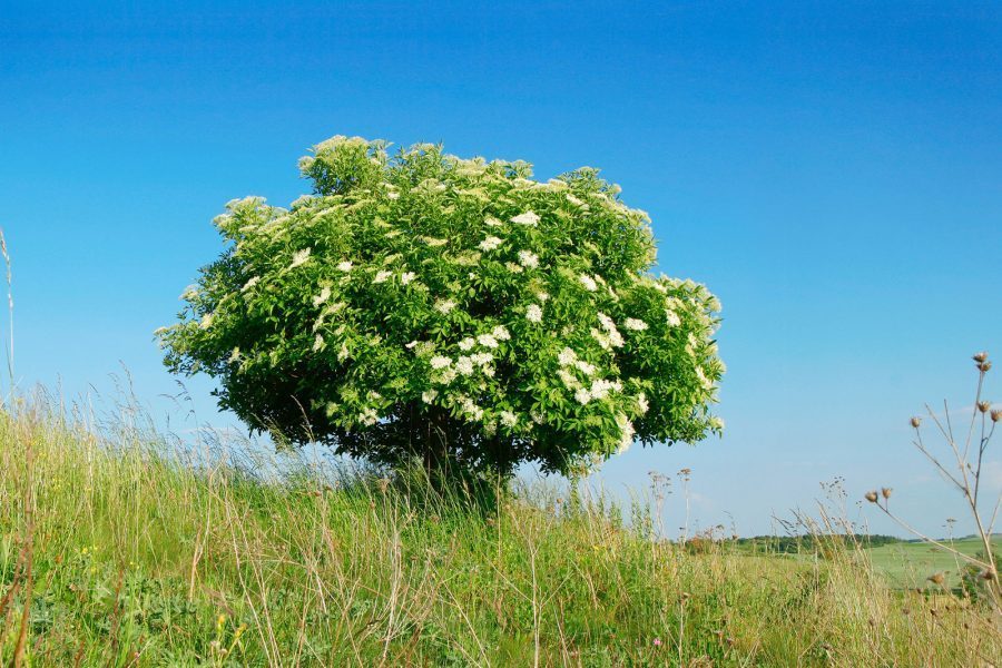 Elderflower tree in blossom from a distance set against a blue sky