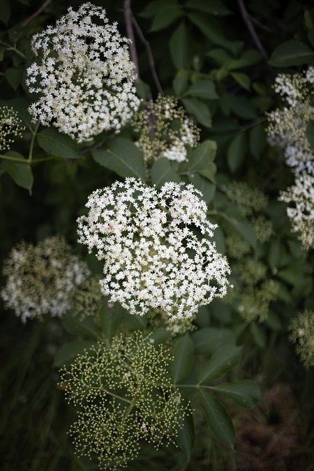 Elderflower tree in blossom with two bunchings of white flowers showing