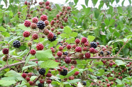 Bramble bush with ripe and unripe blackberries ready to be used in a fruit wine